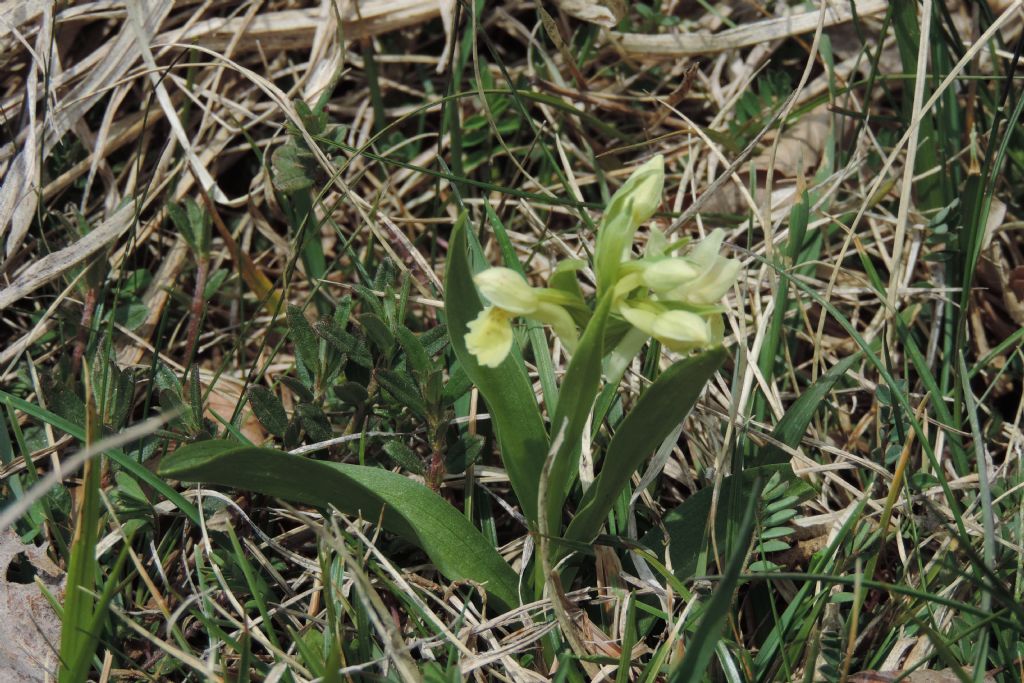 Dactylorhiza sabucina